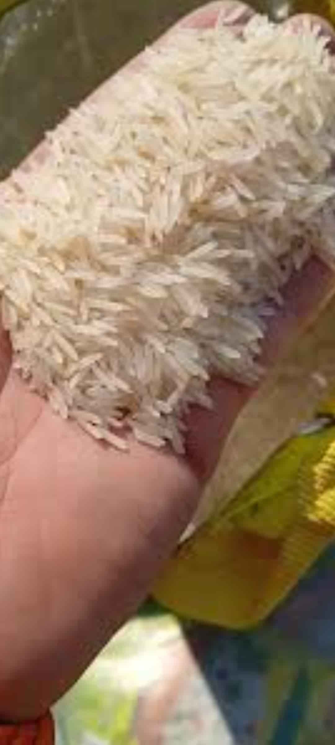 تصویر 4 از قیمت فروش برنج هندی ۱۱۲۱ شکوه