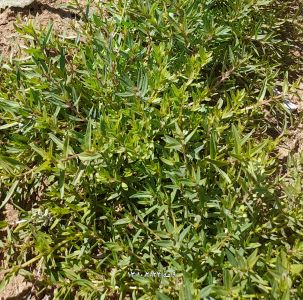 تصویر 3 از قیمت عمده فروشی آویشن برگ باریک خشک شده