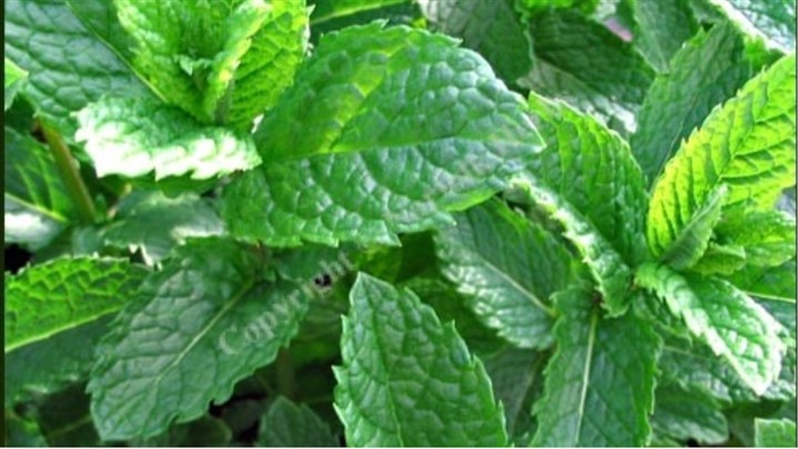 خرید و فروش عمده نعناع فلفلی خشک