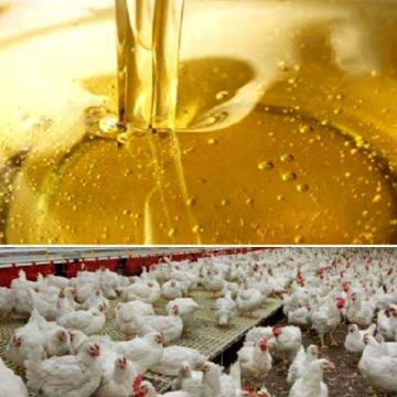 تصویر 1 از مرکز فروش روغن خام سویا مخصوص طیور + قیمت ویژه