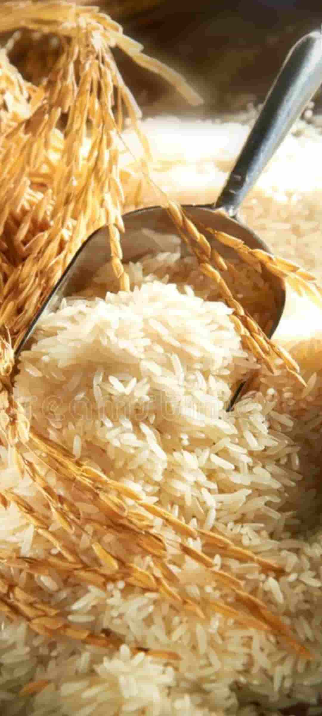 تصویر 3 از قیمت خرید برنج پاکستانی ۳۸۶ سیله طاها