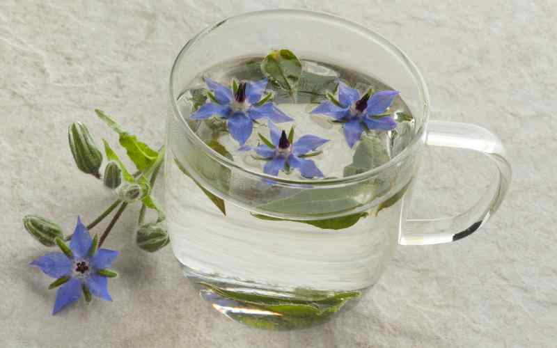 تصویر 1 از خرید عرق گل گاوزبان + قیمت استثنایی