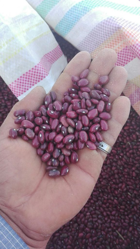 تصویر 1 از فروش لوبیا قرمز تازه