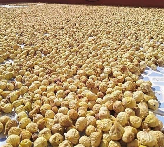 تصویر 1 از خرید و قیمت انجیر خشک آردی استهبان + فروش عمده
