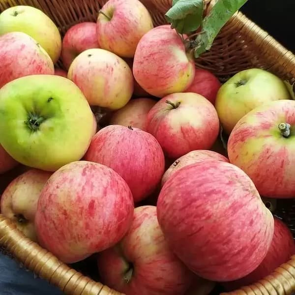 تصویر 5 از خرید و قیمت سیب گلاب + فروش عمده