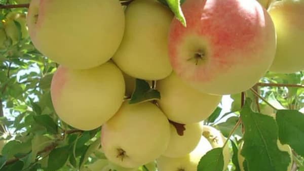 تصویر 3 از خرید و قیمت سیب گلاب سفید + فروش عمده