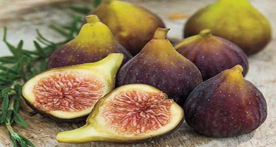 خرید انجیر گلابی