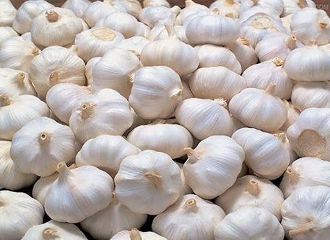 تصویر 3 از راهنمای خرید سیر صادراتی دزفول + قیمت عالی