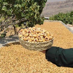 تصویر 4 از خرید و قیمت انجیر خشک آردی غنچه + فروش عمده