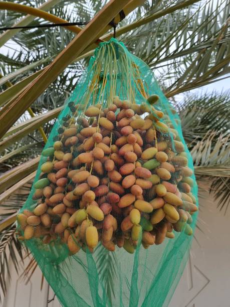 تصویر 4 از فروش خرما زاهدی صادراتی اهواز + قیمت خرید به صرفه