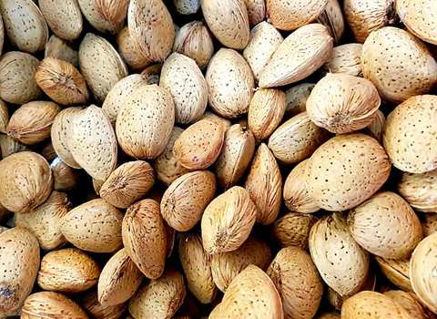 تصویر 1 از بادام درختی خام محلی + قیمت فروش استثنایی