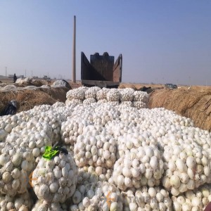 تصویر 1 از خرید و قیمت پیاز سفید کاشان + فروش صادراتی