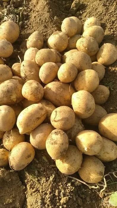 تصویر 1 از قیمت خرید عمده سیب‌ زمینی
