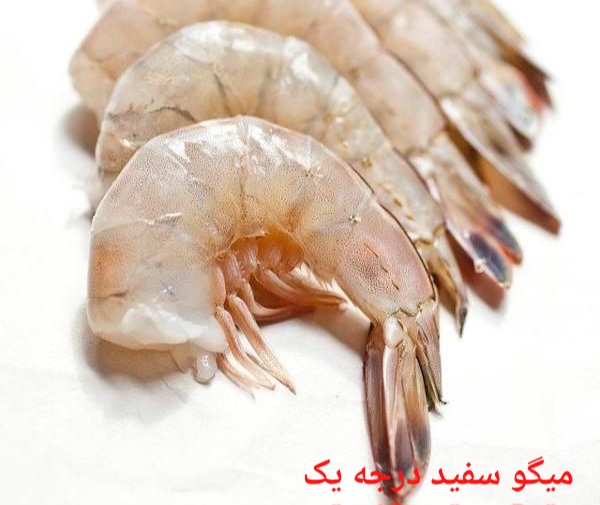 تصویر 1 از بهترین میگو سفید درجه یک صادراتی ایران + قیمت خرید عالی