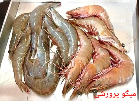 بهترین میگو پرورشی صادراتی ایران + قیمت خرید عالی