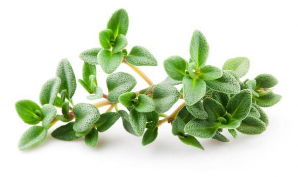خرید آویشن
