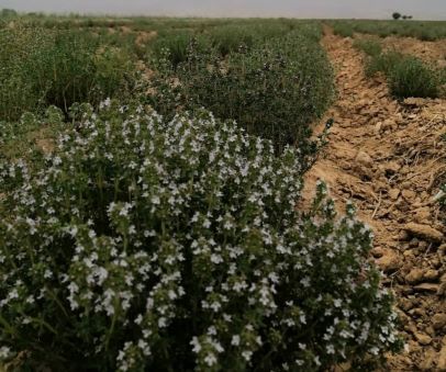 تصویر 3 از قیمت فروش آویشن باغی برگ + فروش عالی