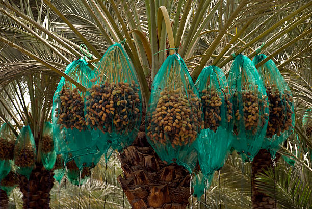 تصویر 2 از خرید و قیمت خرما تازه زاهدی + فروش عمده