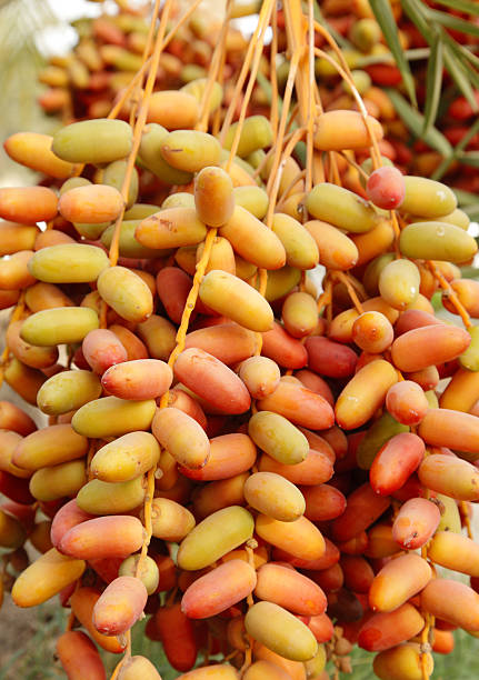 تصویر 4 از قیمت خرما زاهدی تازه مرغوب + خرید باور نکردنی