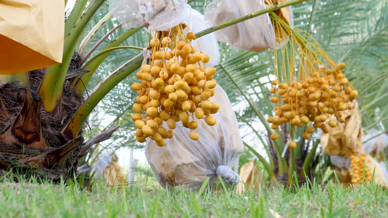 تصویر 5 از قیمت خرید خرما زاهدی عسلی تازه با فروش عمده