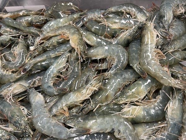 میگوی پرورشی اصل بوشهر + قیمت استثنایی