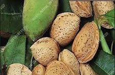 تصویر 5 از بادام سنگی مرغوب + خرید به صرفه