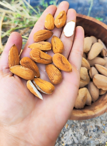 تصویر 1 از بادام مامایی مرغوب + قیمت به صرفه