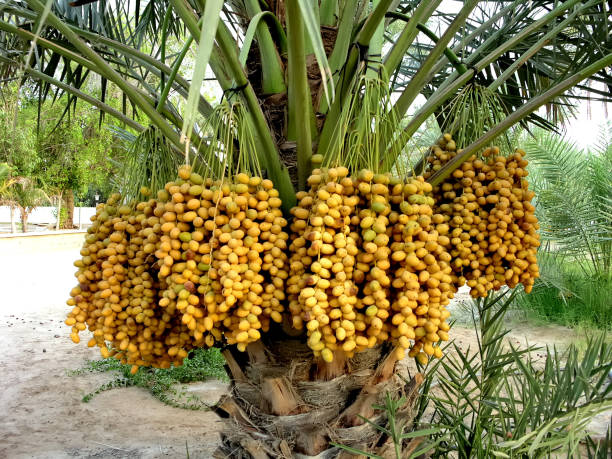 تصویر 5 از راهنمای خرید خرما زاهدی ایرانی + قیمت عالی