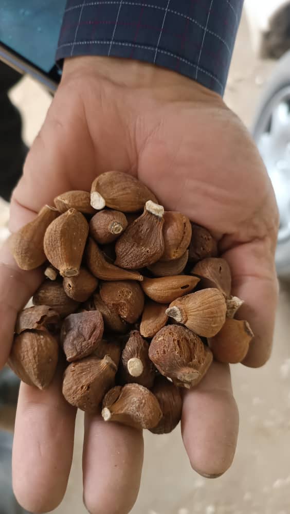 تصویر 2 از فروش سیر خشک عمده