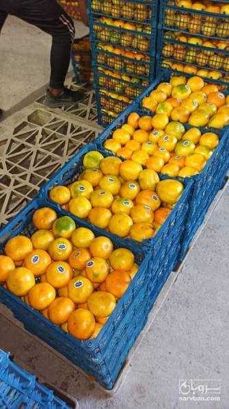 تصویر 1 از نارنگی ژاپنی + قیمت استثنایی