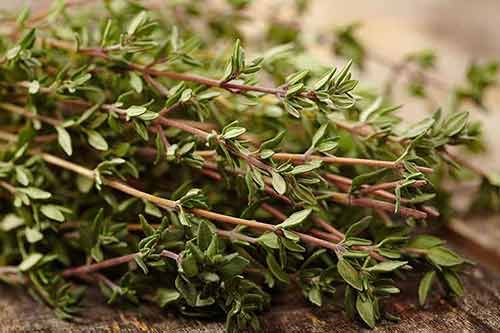 فروش ویژه آویشن شیرازی به‌حال خود با کیفیت صادراتی