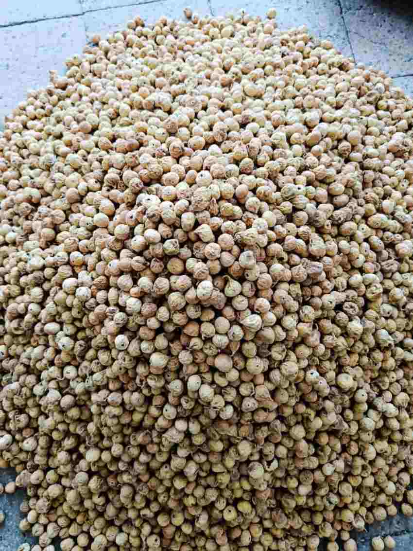 تصویر 1 از خرید عمده انواع انجیر خشک صنعتی با قیمت ویژه