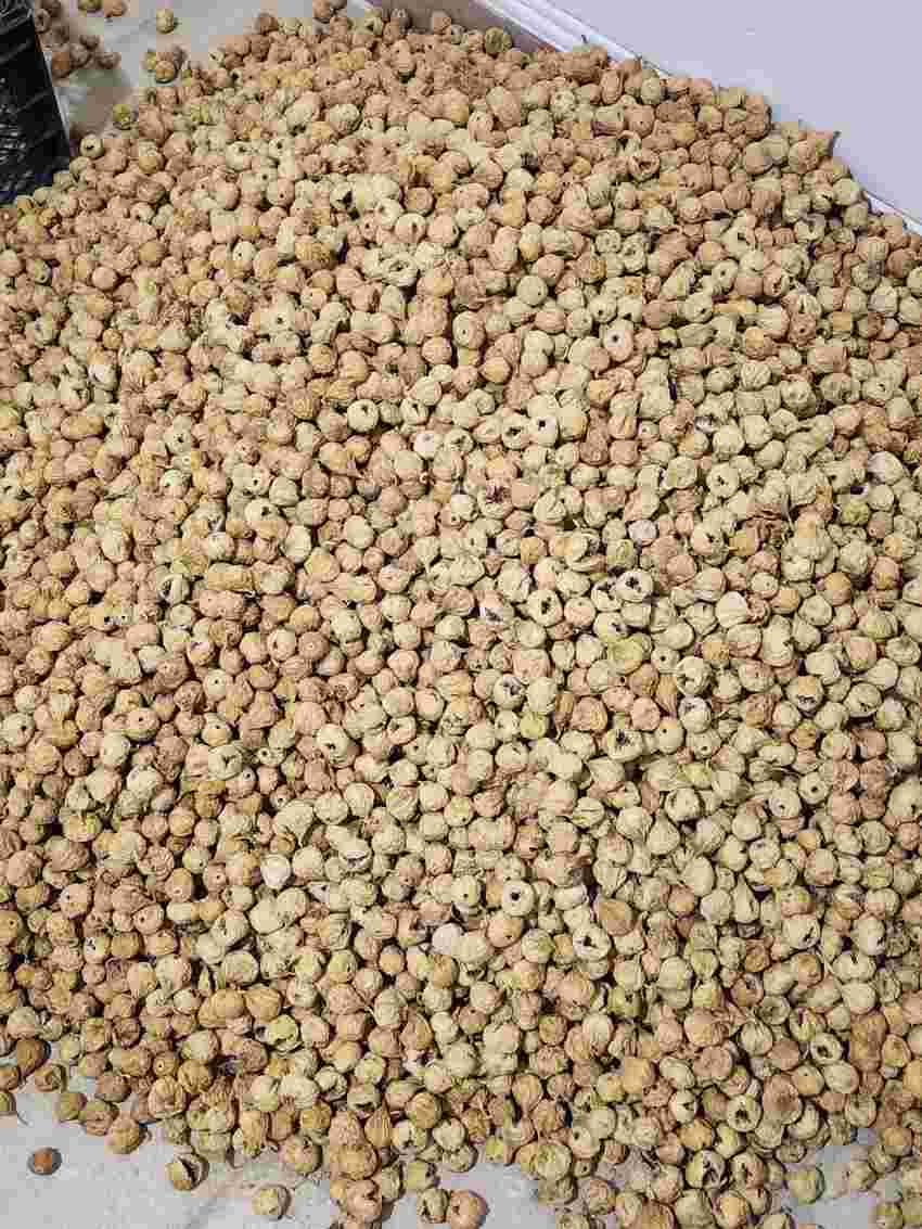 تصویر 5 از قیمت روز انجیر خشک سفید صادراتی + قیمت فروش