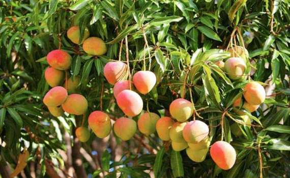 تصویر 3 از نهال انبه پایه بذری و پیوندی برای فروش + خرید عمده نهال انبه پیوندی