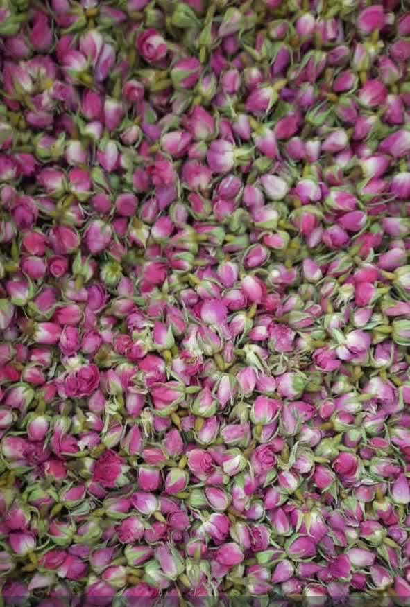 تصویر 2 از فروش عمده غنچه گل محمدی داراب شیراز