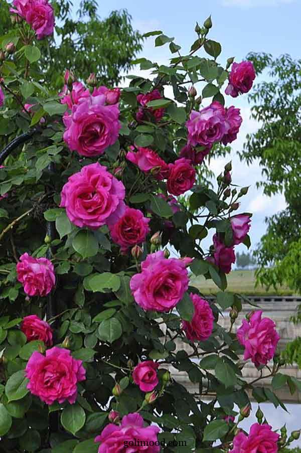 تصویر 2 از فروش عمده گل محمدی خشک فله
