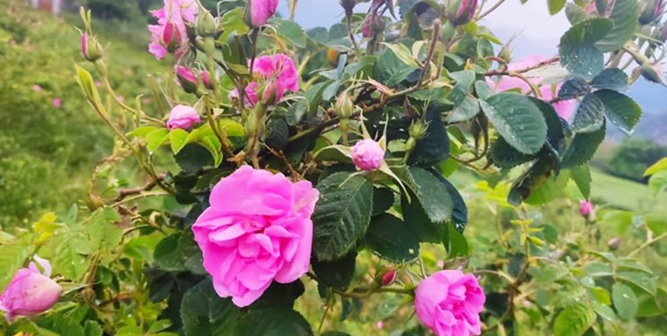 تصویر 3 از فروش عمده گل محمدی خشک فله