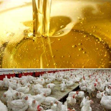 تصویر 1 از قیمت خرید روغن دام + (فله و گالن شده)