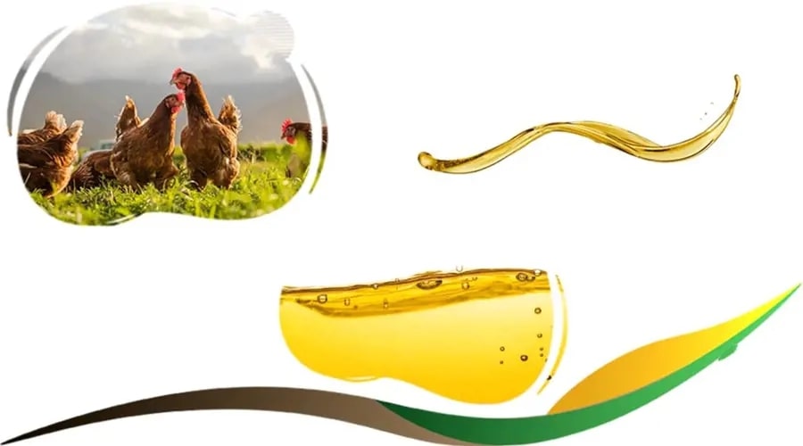 تصویر 3 از قیمت خرید روغن دام + (فله و گالن شده)