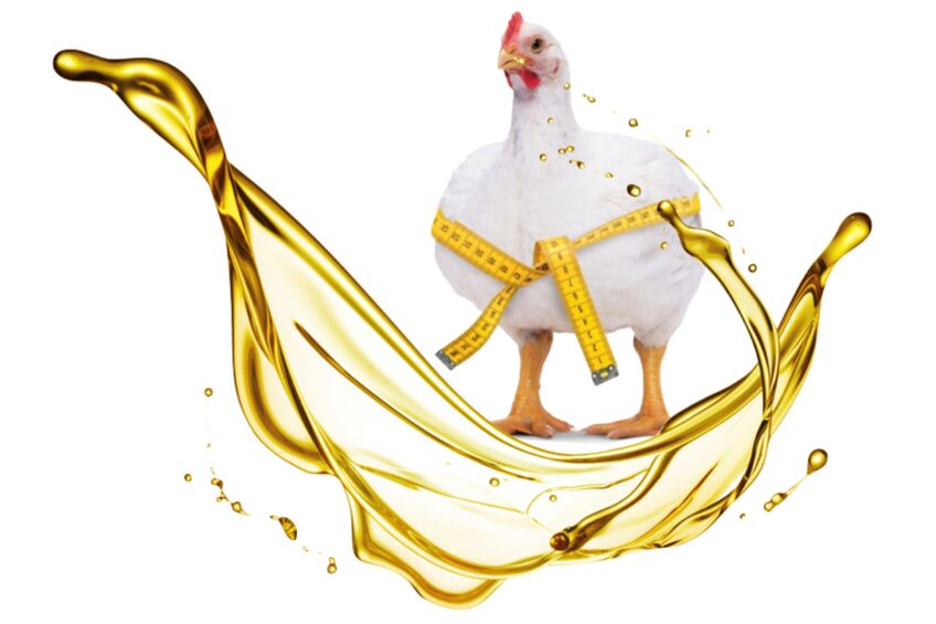 تصویر 1 از قیمت خرید عمده روغن چربی طیور + عمده و ارزان