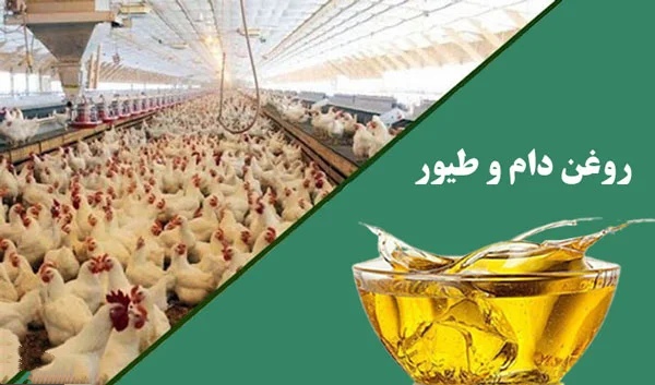 تصویر 2 از مرکز فروش روغن ویژه مرغداری + کیفیت و قیمت فوق العاده