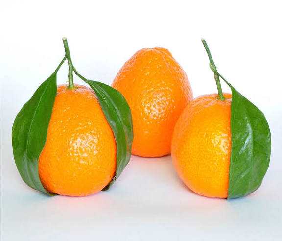 تصویر 4 از نارنگی یافا + قیمت استثنائی
