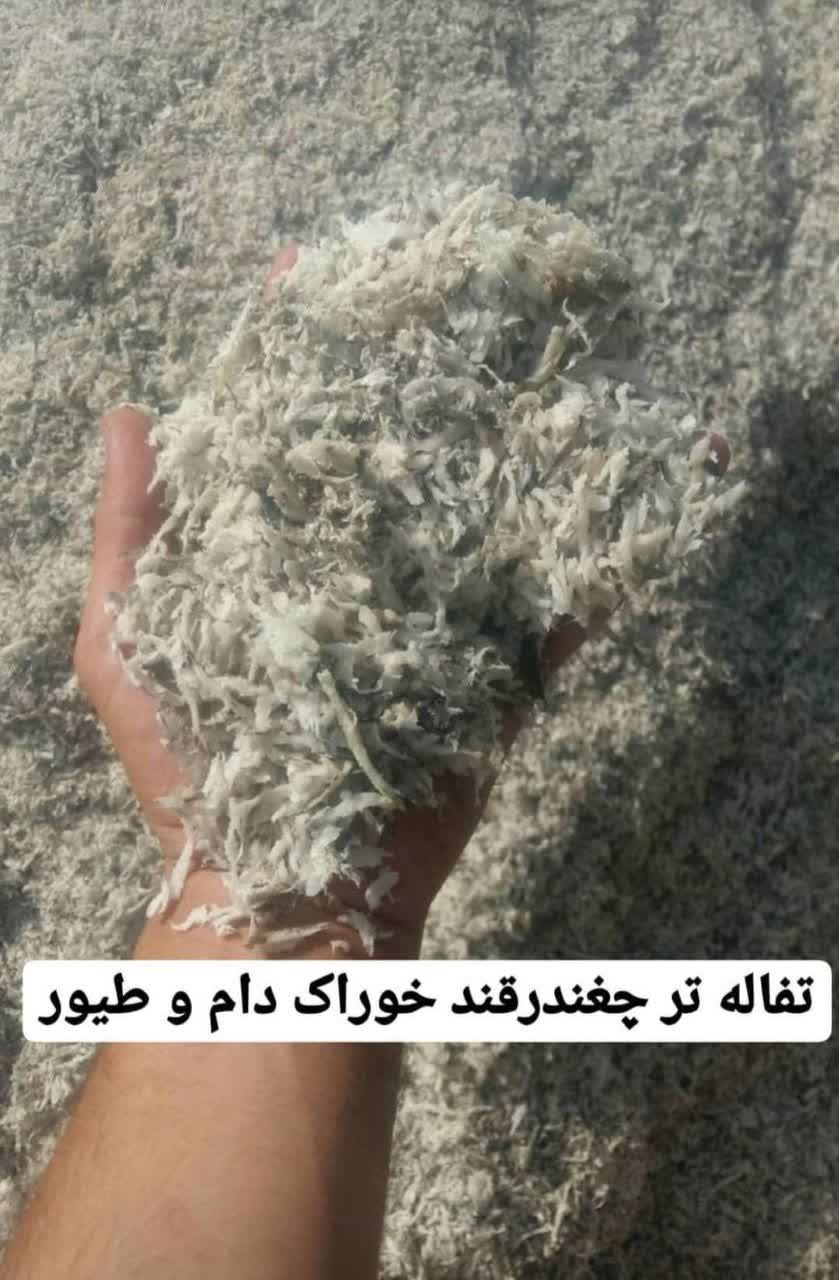 تصویر 3 از فروش عمده تفاله چغندر