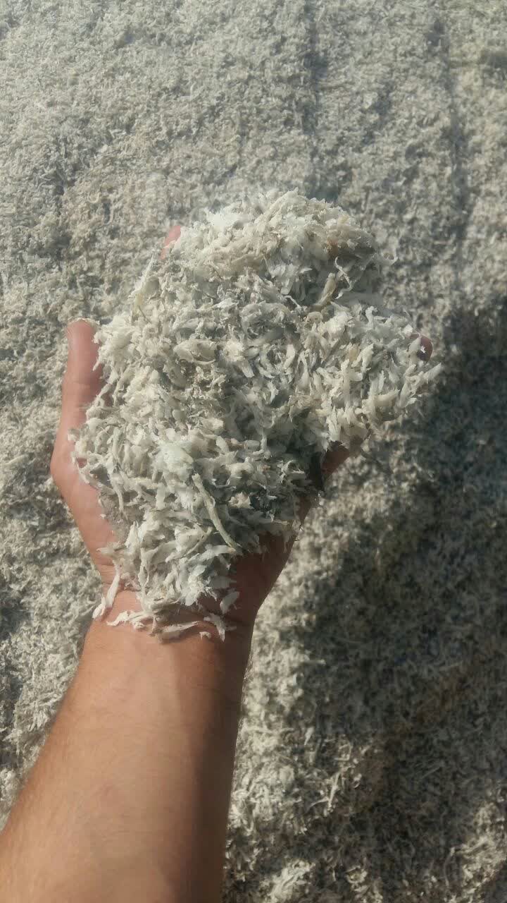 تصویر 1 از فروش عمده تفاله چغندر