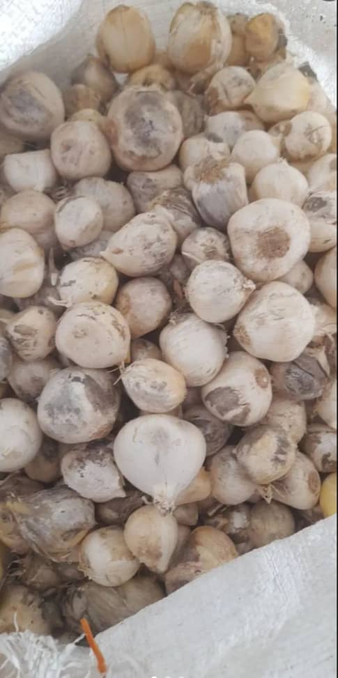 فروش عمده بذر موسیر کوهی