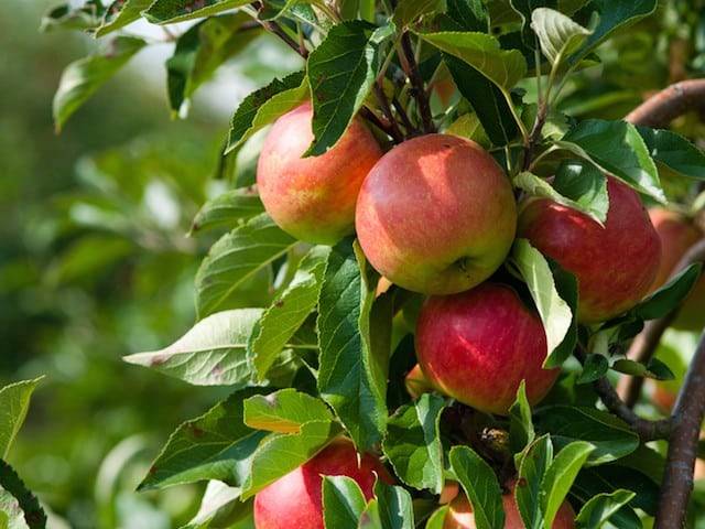 تصویر 2 از فروش سیب شمرون مهرماه +فروش عمده