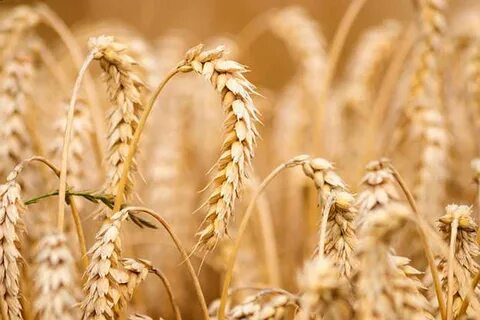 تصویر 4 از قیمت روز گلوتن گندم + پخش عمده