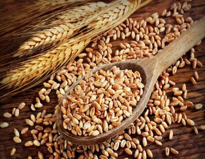 تصویر 5 از قیمت خرید عمده + گلوتن ذرت ممتاز