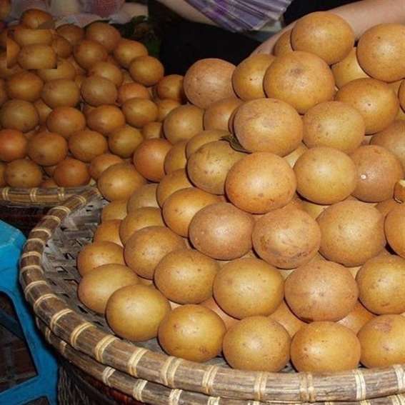 خرید میوه چیکو تازه چابهار + قیمت چیکو صادراتی