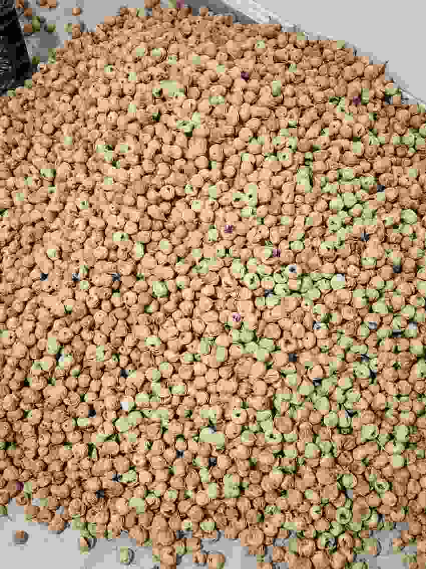 خرید و فروش عمده انجیر دیم استهبان سورت صادراتی و تأمین مستقیم